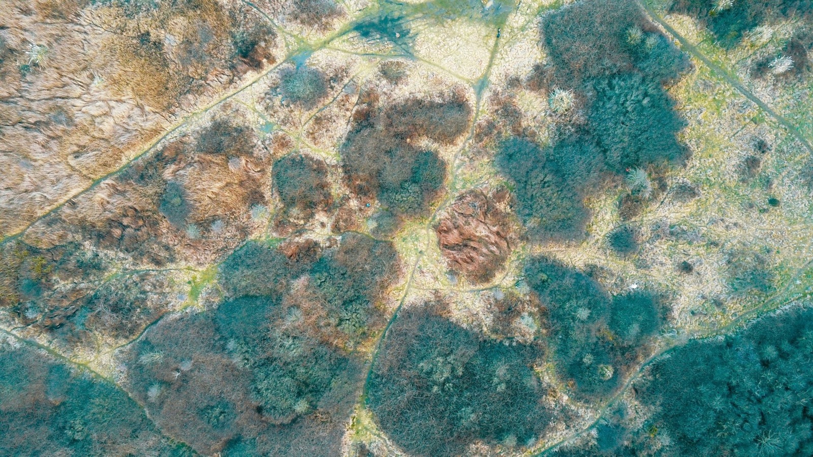 Aerial view of textured vegetation and waterways showing the environmental conditions that shape mould risk