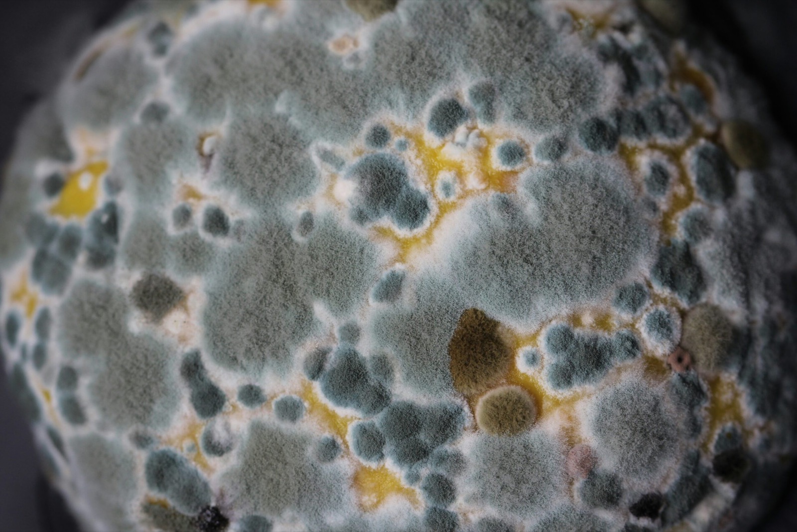 Detailed view of mould growth illustrating the need for informed assessment